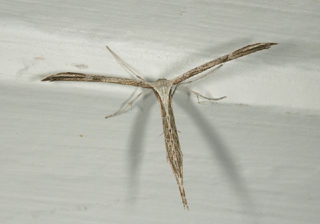 Emmenlina monodactyla Pterophoridae